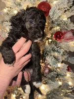 Spot, a male Miniature Aussiedoodle for sale in Kingston, PA – 3 of 3