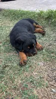 Blue Collar , a male Rottweiler for sale in San Antonio, TX – Photo 3 of 6