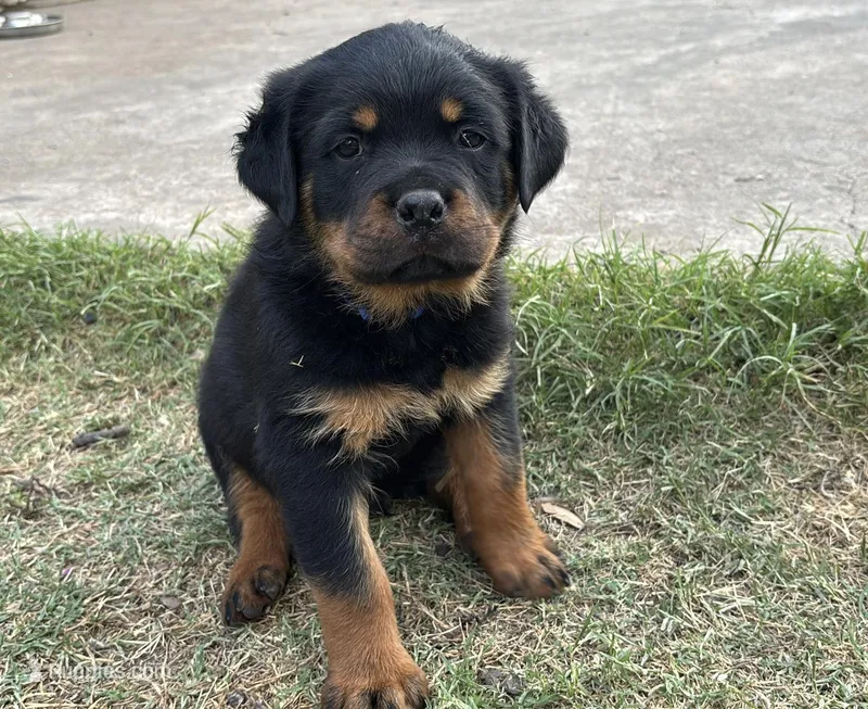 Blue Collar  – Rottweiler puppy for sale in San Antonio, TX