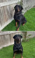 Zane , a male Rottweiler for sale in San Antonio, TX – 5 of 5