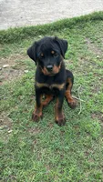 Brown Collar , a male Rottweiler for sale in San Antonio, TX – Photo 3 of 3