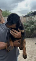 Brown Collar , a male Rottweiler for sale in San Antonio, TX – Photo 2 of 3