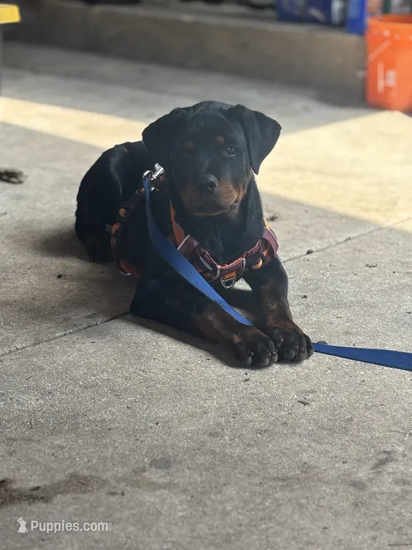 Zane  – Rottweiler puppy for sale in San Antonio, TX