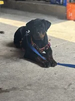 Zane , a male Rottweiler for sale in San Antonio, TX – 1 of 5