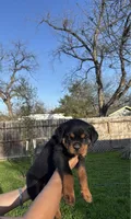 Red Collar , a male Rottweiler for sale in San Antonio, TX – Photo 1 of 3