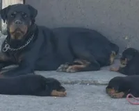 Red Collar , a male Rottweiler for sale in San Antonio, TX – Photo 2 of 3