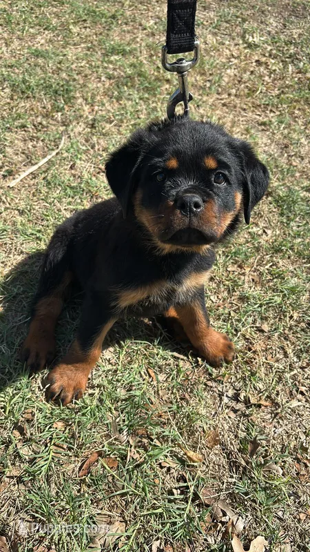 Green collar  – Rottweiler puppy for sale in San Antonio, TX