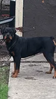 Zane , a male Rottweiler for sale in San Antonio, TX – 4 of 5