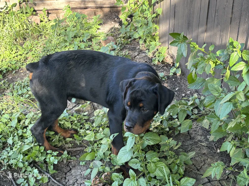 Zane  – Rottweiler puppy for sale in San Antonio, TX