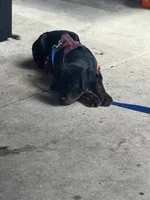 Zane , a male Rottweiler for sale in San Antonio, TX – 2 of 5