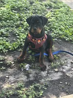 Zane , a male Rottweiler for sale in San Antonio, TX – 3 of 5