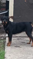Bruno , a male Rottweiler for sale in San Antonio, TX – 2 of 3