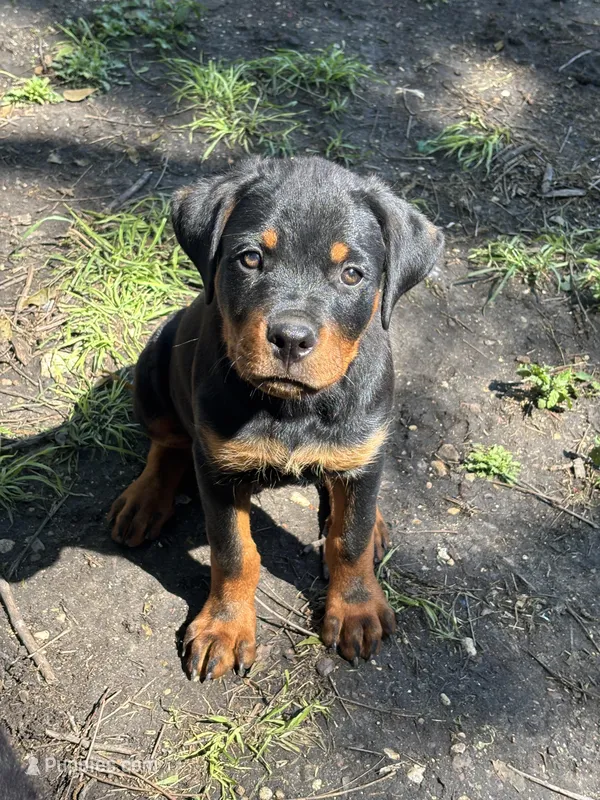 Bruno  – Rottweiler puppy for sale in San Antonio, TX