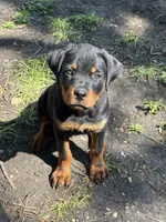 Bruno , a male Rottweiler for sale in San Antonio, TX – 1 of 3