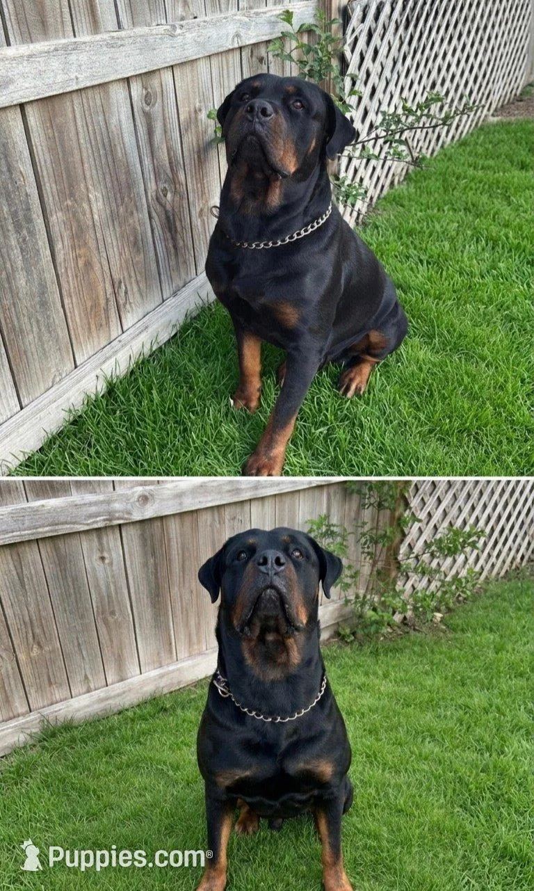 Bruno , a male Rottweiler for sale in San Antonio, TX – 3 of 3
