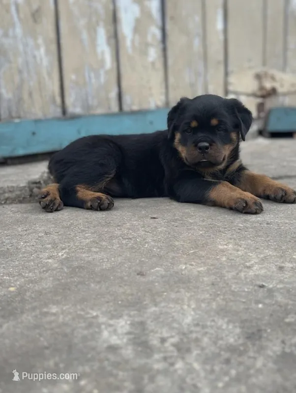 Purple Collar  – Rottweiler puppy for sale in San Antonio, TX