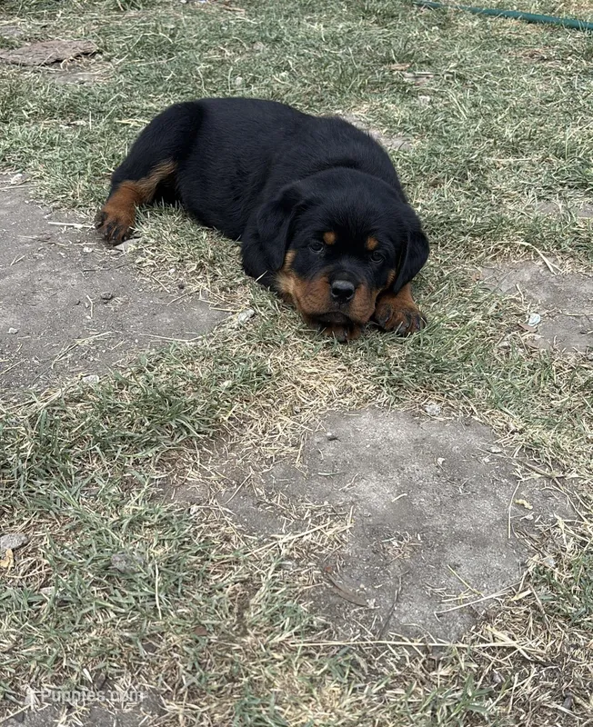 Pink Collar  – Rottweiler puppy for sale in San Antonio, TX