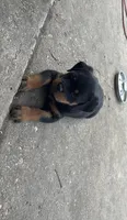 Pink Collar , a female Rottweiler for sale in San Antonio, TX – Photo 3 of 5
