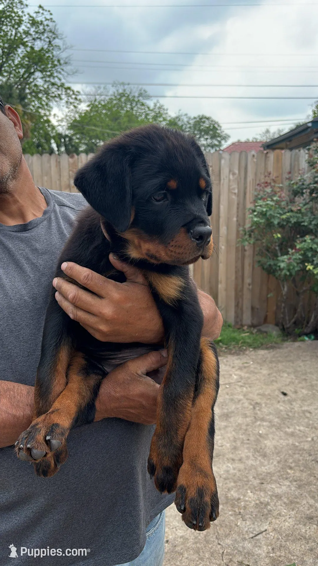 Brown Collar , a male Rottweiler for sale in San Antonio, TX – Photo 1 of 3