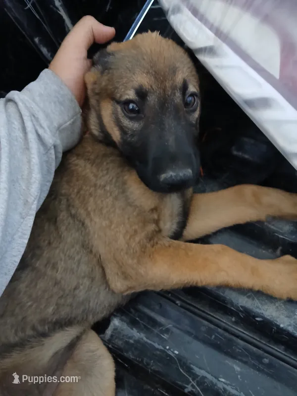 Luna, a female German Shepherd Dog for sale in Fresno, CA – 1 of 1