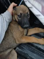 Luna, a female German Shepherd Dog for sale in Fresno, CA – 1 of 1