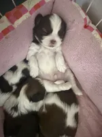 NO NAMES YET, a female Shih Tzu for sale in Manahawkin, NJ – 2 of 3