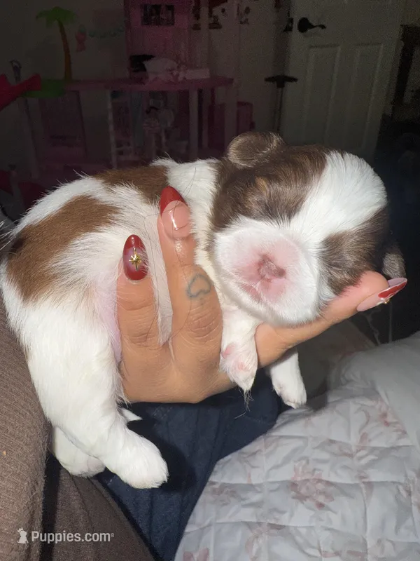 NO NAMES YET – Shih Tzu puppy for sale in Manahawkin, NJ