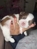 NO NAMES YET, a female Shih Tzu for sale in Manahawkin, NJ – 1 of 3
