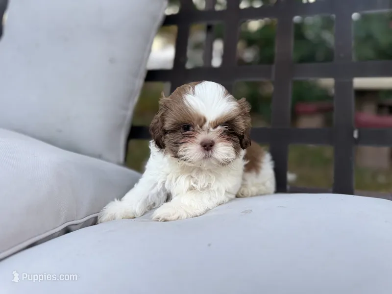 NO NAMES YET – Shih Tzu puppy for sale in Manahawkin, NJ
