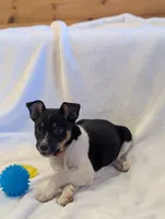 Max, a male Rat Terrier for sale in Free Union, VA – Photo 4 of 8