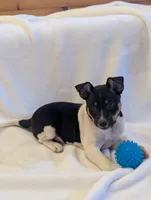 Max, a male Rat Terrier for sale in Free Union, VA – Photo 3 of 8