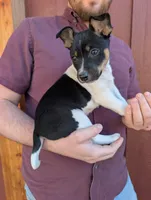 Max, a male Rat Terrier for sale in Free Union, VA – Photo 8 of 8