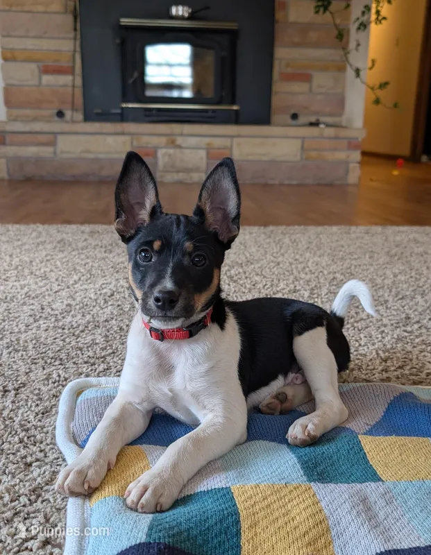 Max – Rat Terrier puppy for sale in Free Union, VA