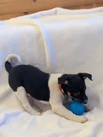 Max, a male Rat Terrier for sale in Free Union, VA – Photo 6 of 8