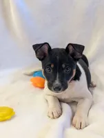 Max, a male Rat Terrier for sale in Free Union, VA – Photo 1 of 8