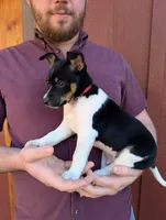Max, a male Rat Terrier for sale in Free Union, VA – Photo 2 of 8