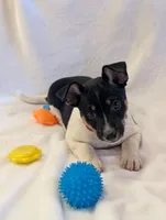 Max, a male Rat Terrier for sale in Free Union, VA – Photo 5 of 8