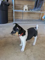 Max, a male Rat Terrier for sale in Free Union, VA – Photo 7 of 8