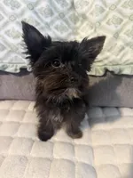 Little Boy, a male Yorkshire Terrier for sale in Winchester, KY – Photo 3 of 3