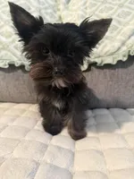 Little Boy, a male Yorkshire Terrier for sale in Winchester, KY – Photo 1 of 3