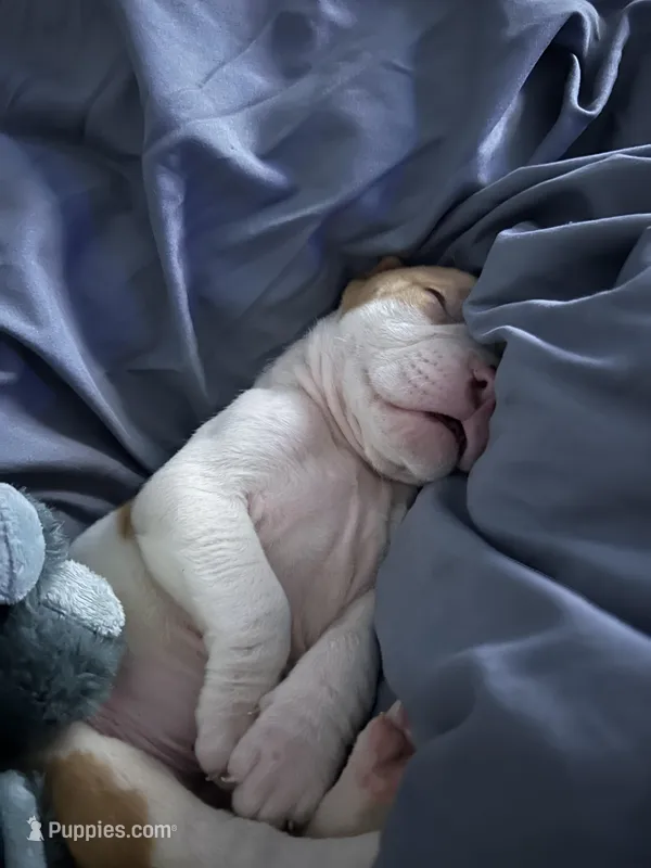 King – English Bulldog, American Pit Bull Terrier puppy for sale in Charlotte, NC