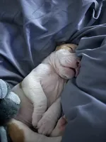 King, a male English Bulldog and American Pit Bull Terrier for sale in Charlotte, NC – Photo 1 of 4