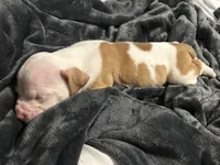 King, a male English Bulldog and American Pit Bull Terrier for sale in Charlotte, NC – Photo 2 of 4