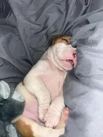 King, a male English Bulldog and American Pit Bull Terrier for sale in Charlotte, NC – Photo 3 of 4