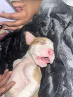 King, a male English Bulldog and American Pit Bull Terrier for sale in Charlotte, NC – Photo 4 of 4