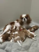 Jasper (AKC), a male Cavalier King Charles Spaniel for sale in Seymour, MO – Photo 7 of 9