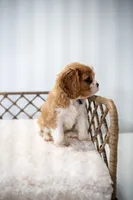 Jasper (AKC), a male Cavalier King Charles Spaniel for sale in Seymour, MO – Photo 2 of 9