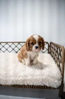 Jasper (AKC), a male Cavalier King Charles Spaniel for sale in Seymour, MO – Photo 4 of 9