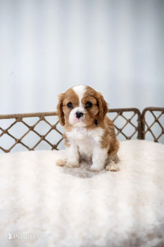 Jasper (AKC) – Cavalier King Charles Spaniel puppy for sale in Seymour, MO