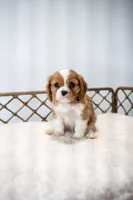 Jasper (AKC), a male Cavalier King Charles Spaniel for sale in Seymour, MO – Photo 1 of 9